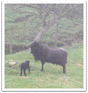 First 2008 lamb - in the mist.JPG